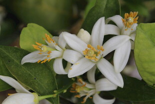 柑橘花