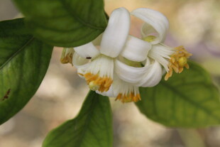 柑橘花