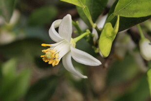 柑橘花