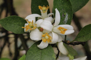 柑橘花