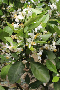柑橘花