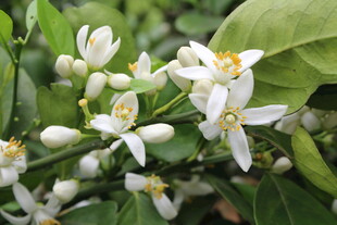 柑橘花