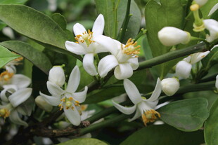 柑橘花
