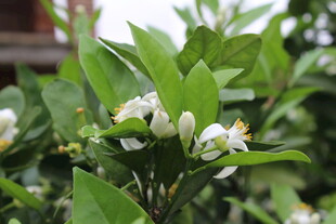 柑橘花