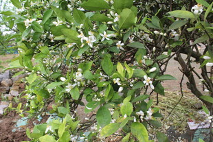 柑橘花