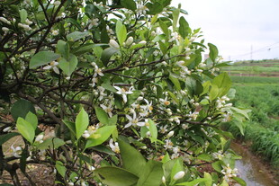 柑橘花