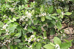 柑橘花