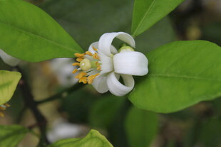 柑橘花
