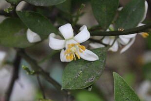 柑橘花
