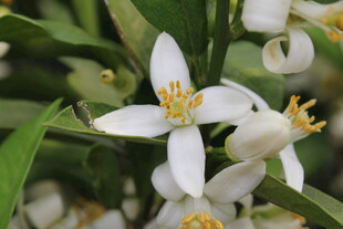 柑橘花