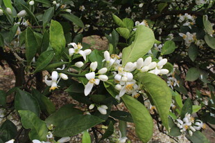 柑橘花