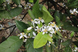 柑橘花