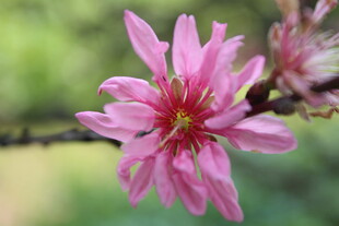 菊花桃
