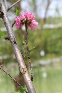 菊花桃