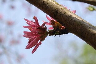 菊花桃