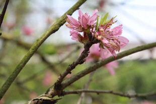 菊花桃