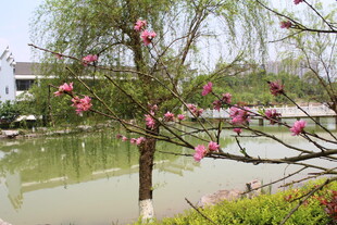 菊花桃