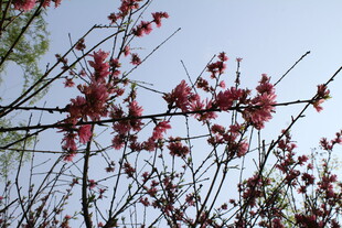 菊花桃