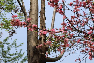 菊花桃