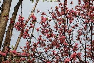 菊花桃