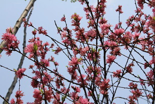 菊花桃