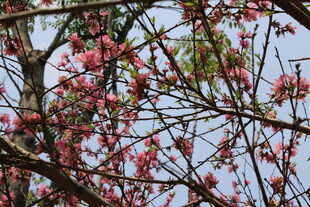 菊花桃