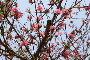 菊花桃
