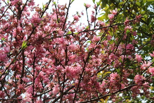 菊花桃