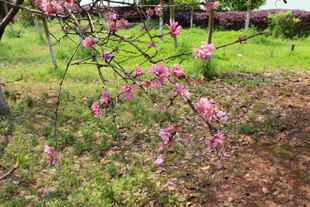 菊花桃