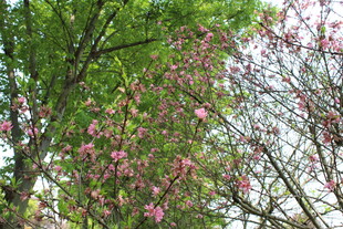 菊花桃
