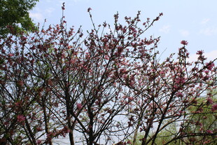 菊花桃