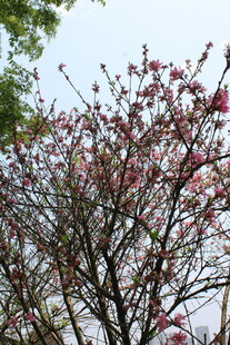 菊花桃