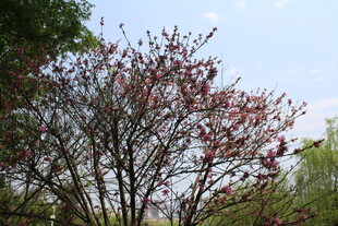 菊花桃