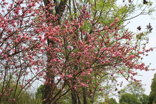 菊花桃