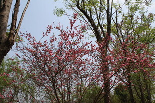 菊花桃
