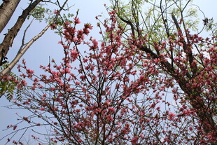 菊花桃
