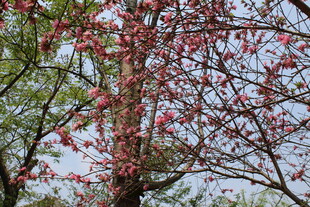 菊花桃