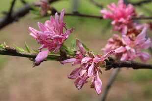 菊花桃