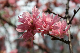 菊花桃
