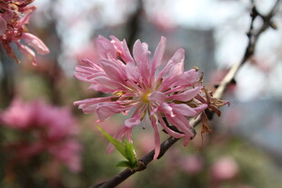 菊花桃