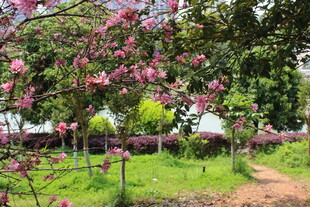 菊花桃