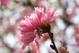 菊花桃