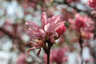 菊花桃