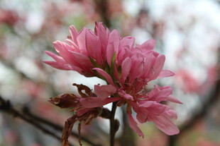 菊花桃