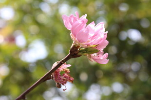 菊花桃