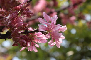 菊花桃