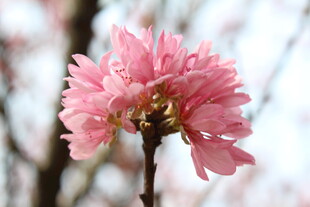 菊花桃