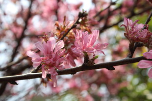 菊花桃