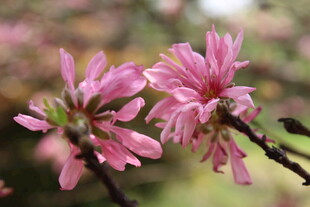 菊花桃