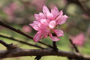 菊花桃